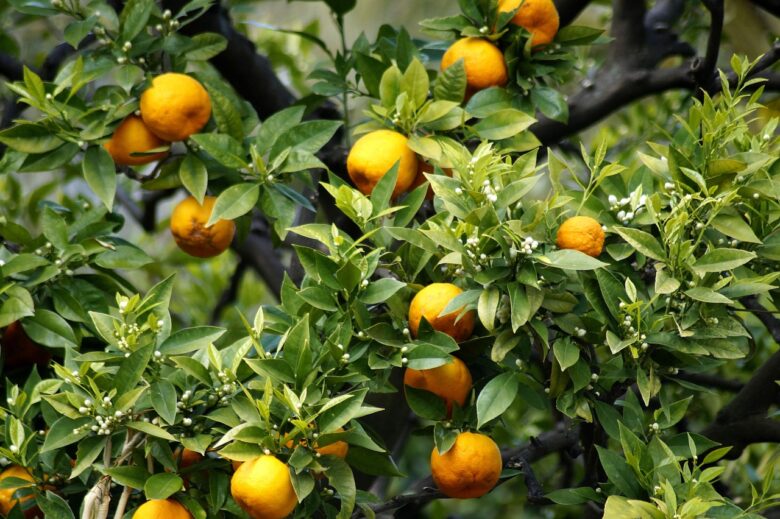Albero, Di