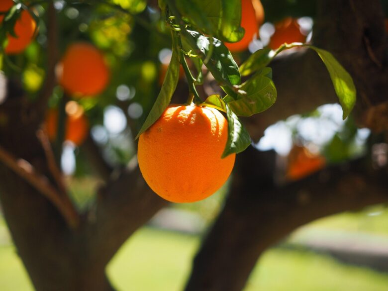 Arancia, Albero