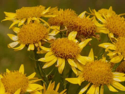 Arnica Montana coltivazione