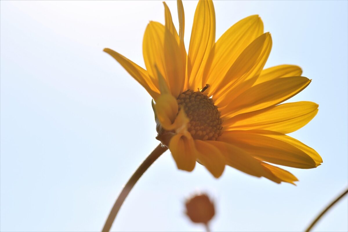 Arnica