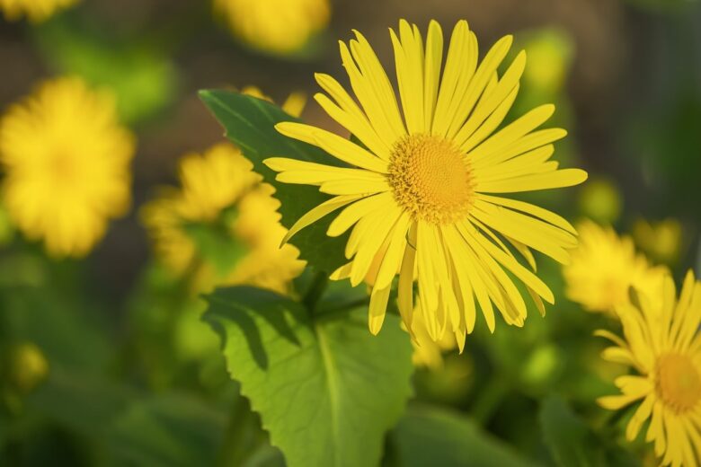 Arnica