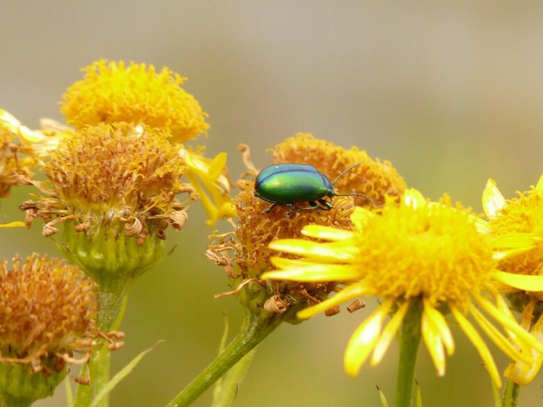 Arnica
