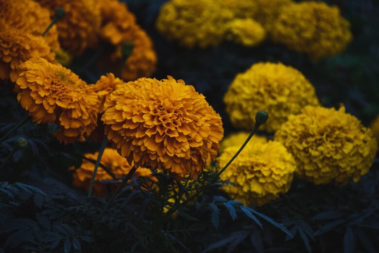 Calendula,