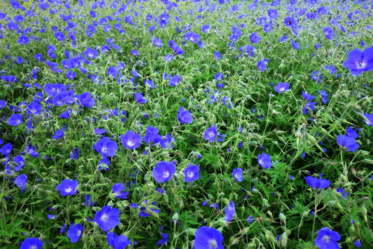 Campo, Di Campo, Di