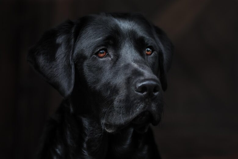 Cane