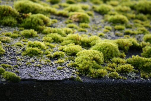 Video – Il cemento al muschio è la risposta al caldo estremo? Ecco cosa sappiamo