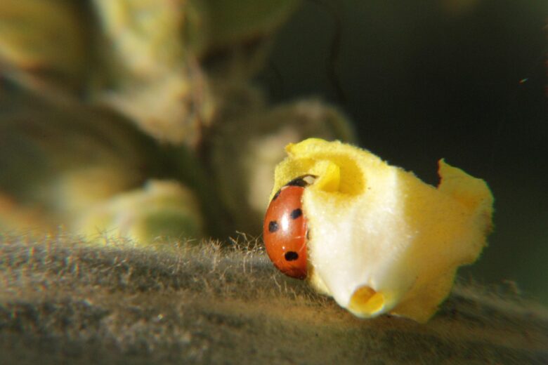 Cocciniglie