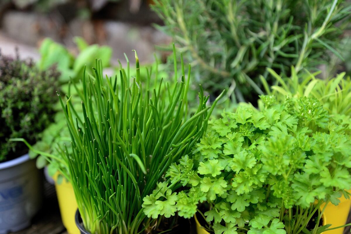 Erbe, Aromatiche Erbe, Aromatiche