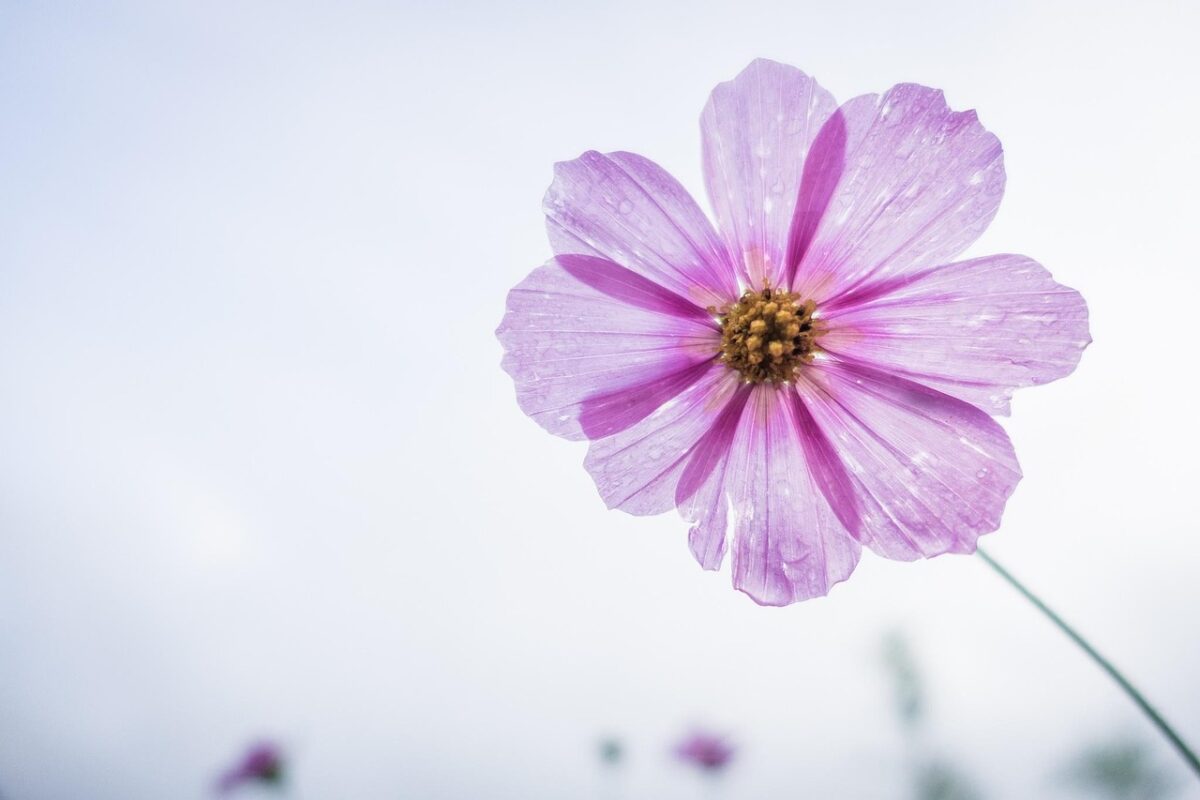 Fiore Fiore