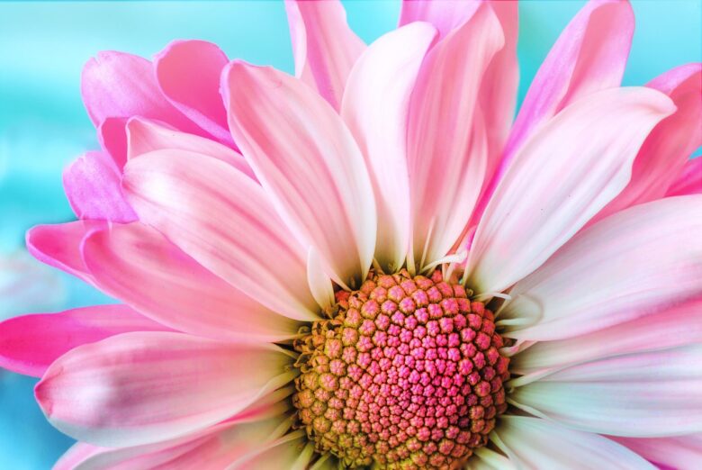 Fiore, Rosa