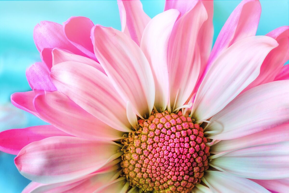 Fiore, Rosa