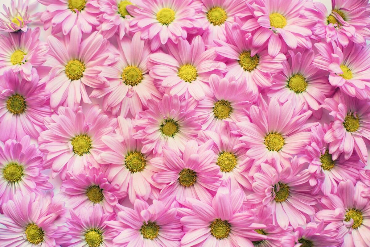 Fiore, Rosa