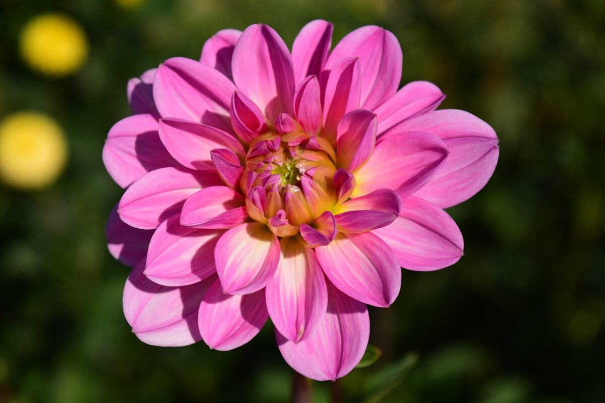 Fiore, Rosa