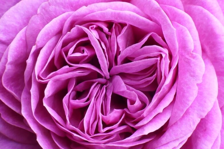 Fiore, Rosa