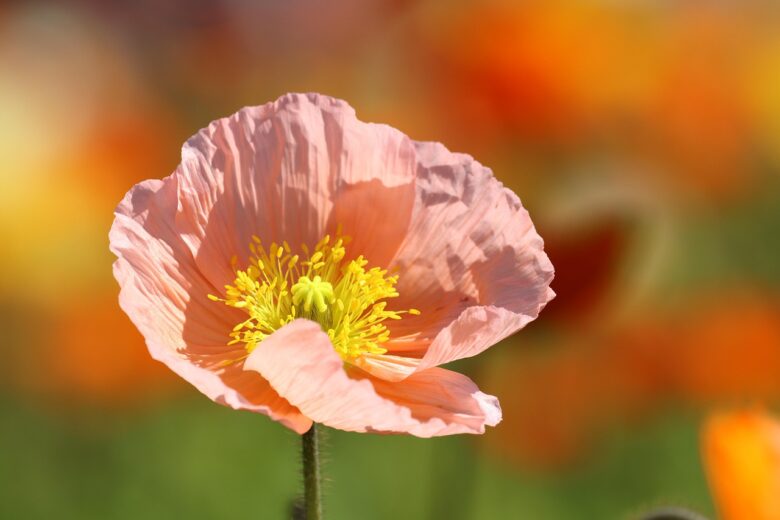 Fiore, Rosa