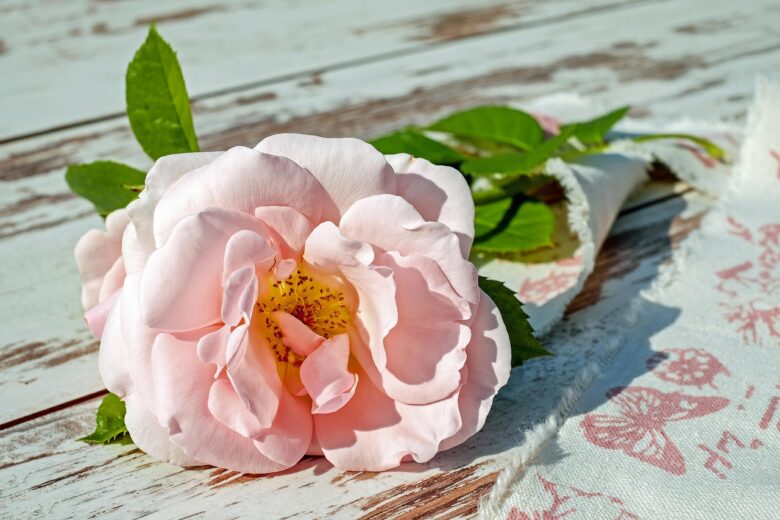 Fiore, Rosa