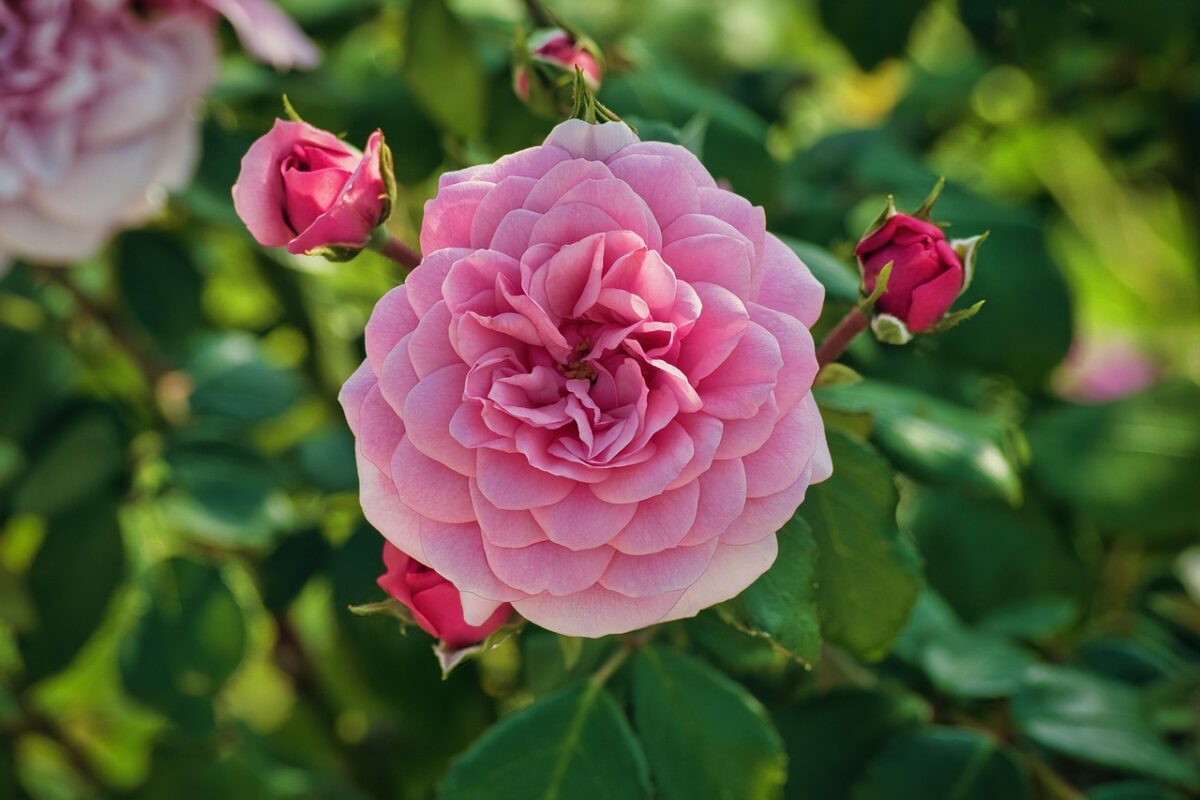 Fiore, Rosa Fiore, Rosa