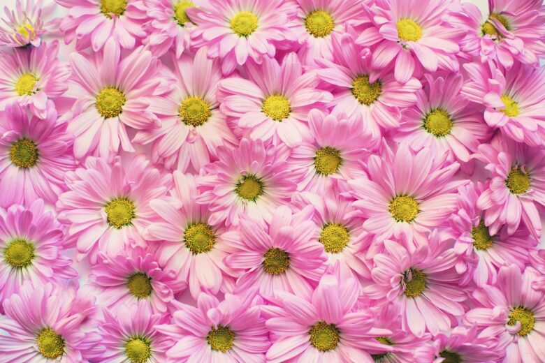 Fiore, Rosa