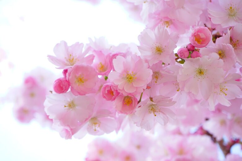 Fiore, Rosa