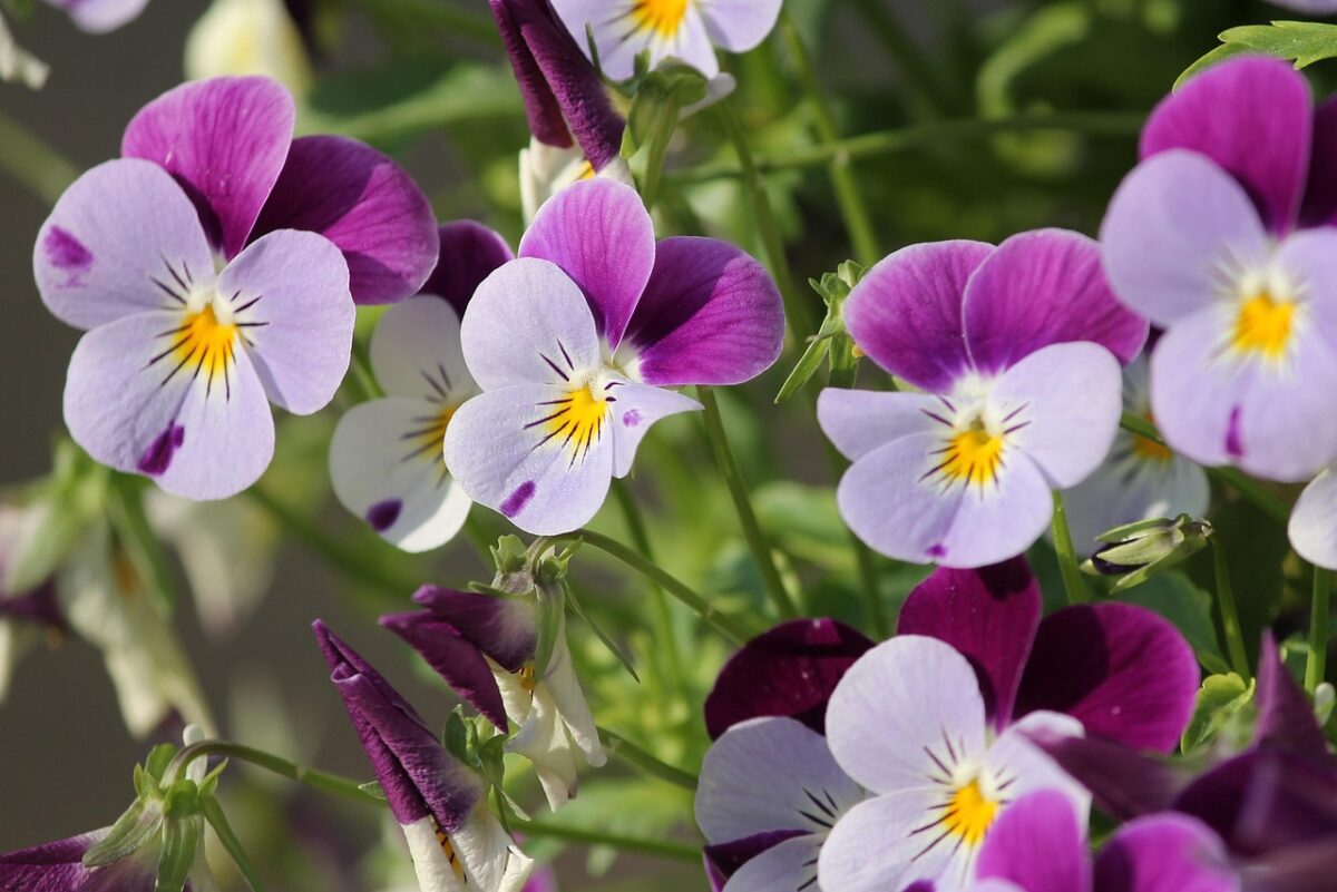Fiore, Viola Fiore, Viola