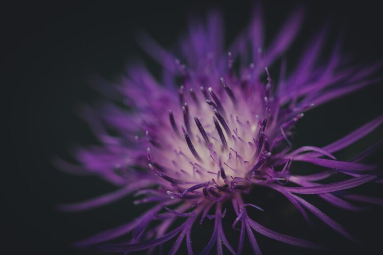 Fiore, Viola