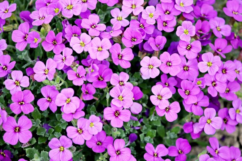 Fiore, Viola
