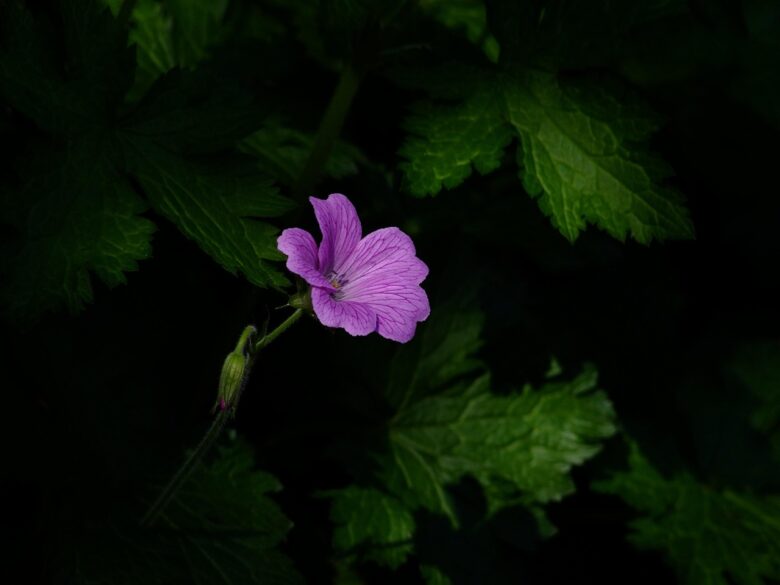 Fiore, Viola