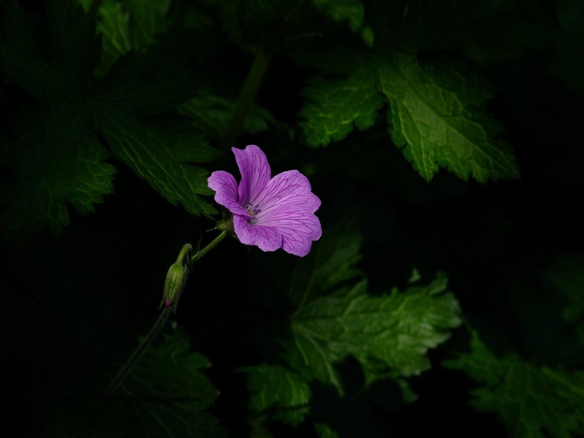 Fiore, Viola Fiore, Viola