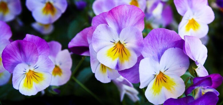 Fiore, Viola