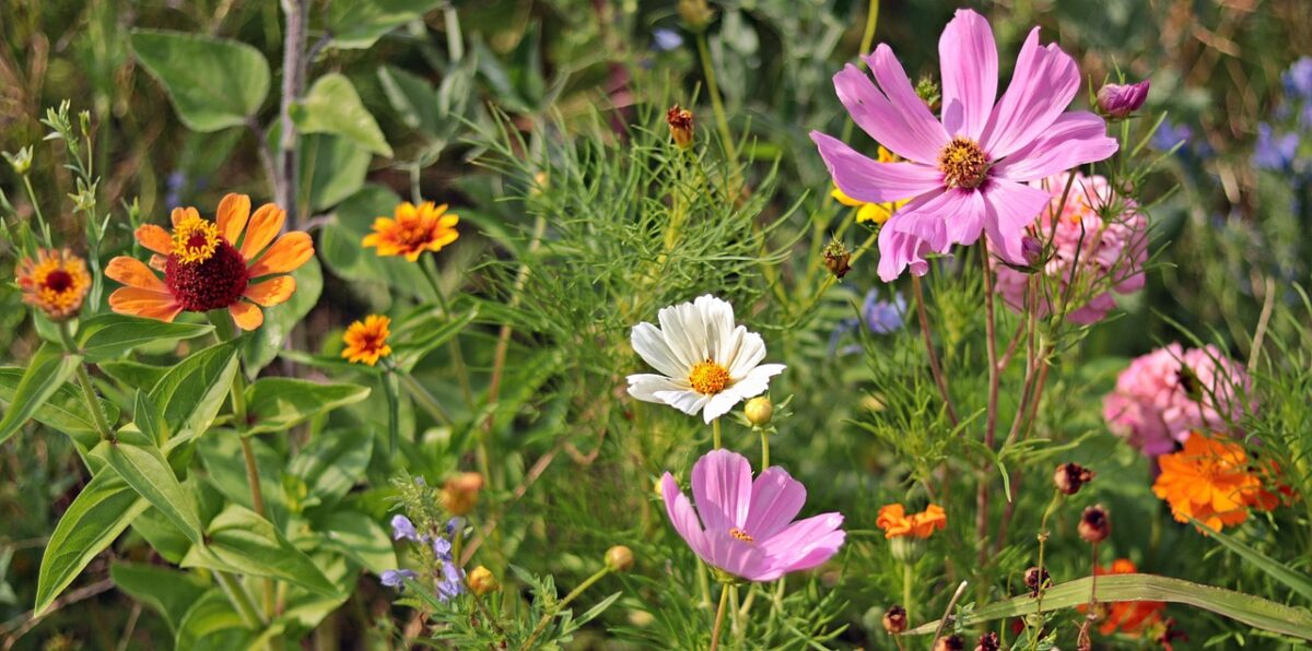 Fiori Fiori