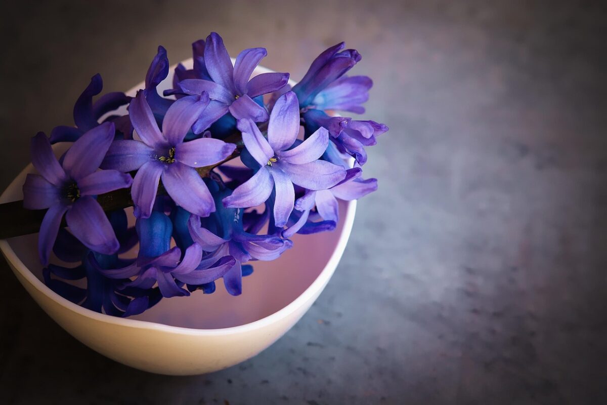 Fiori Fiori