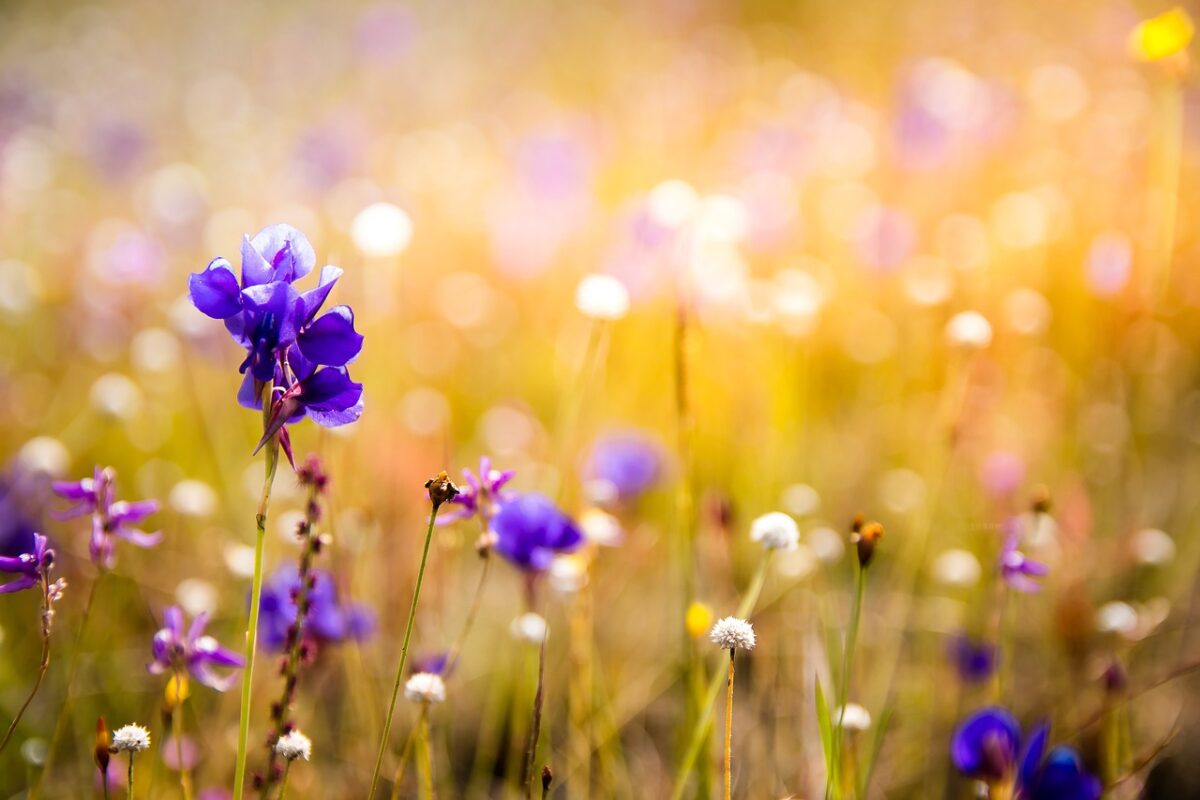 Fiori Fiori