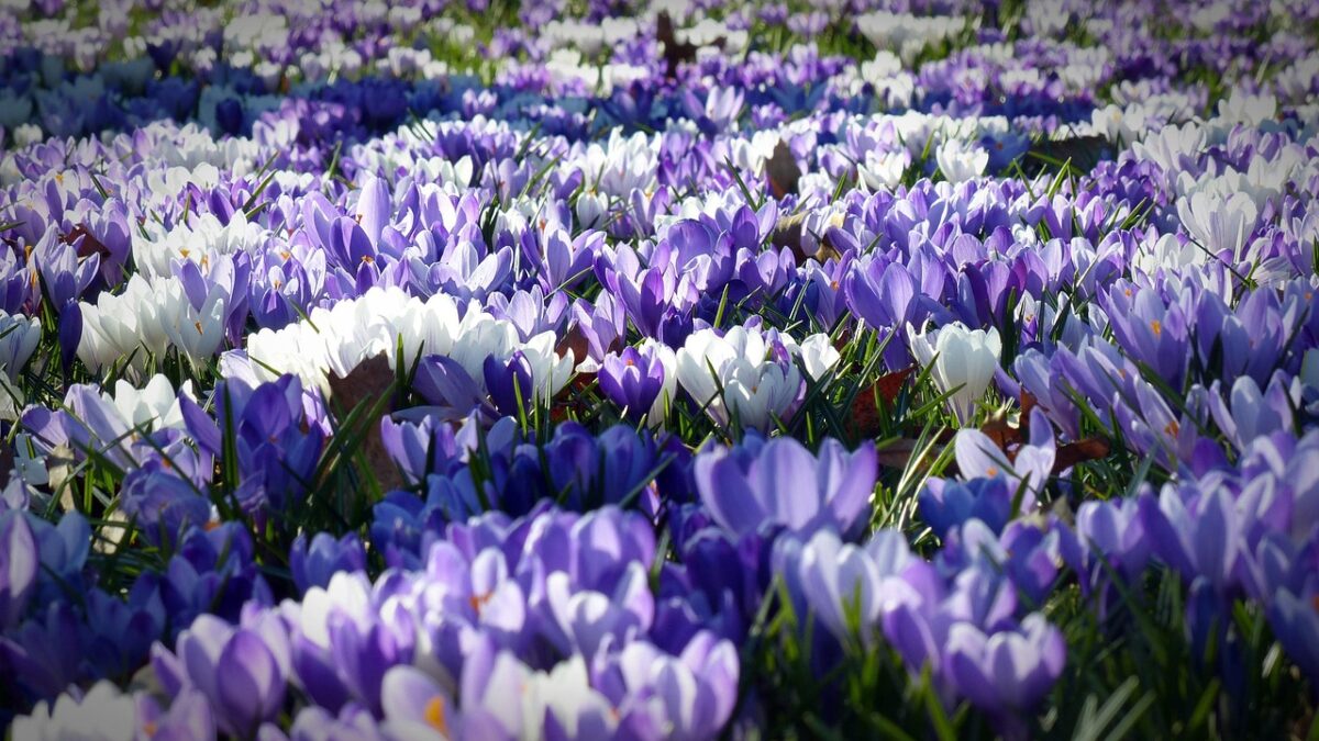 Fiori, Colorati Fiori, Colorati