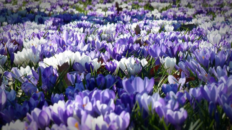 Fiori, Colorati