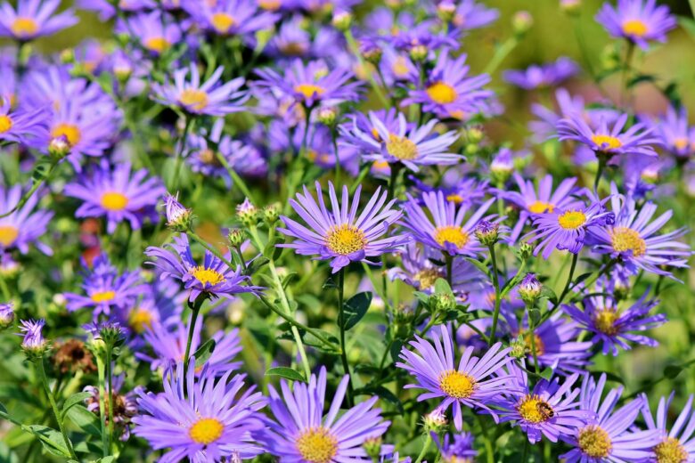 Fiori, Viola