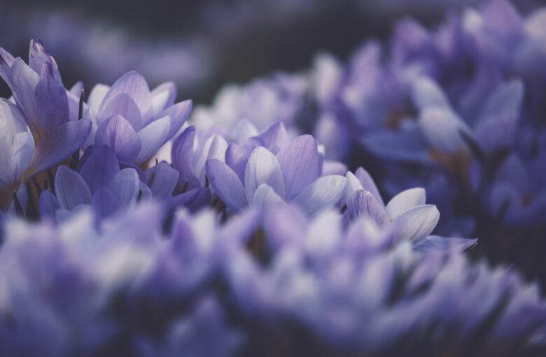 Fiori, Viola
