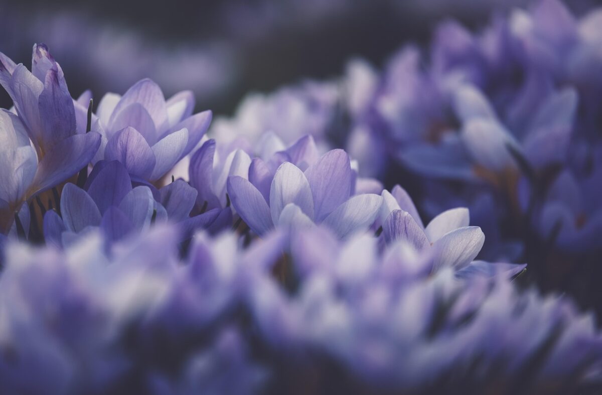 Fiori, Viola Fiori, Viola