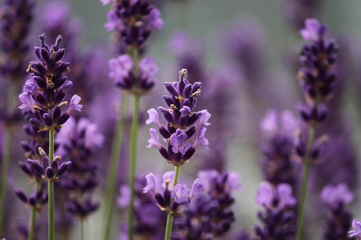 Fiori, Viola Fiori, Viola