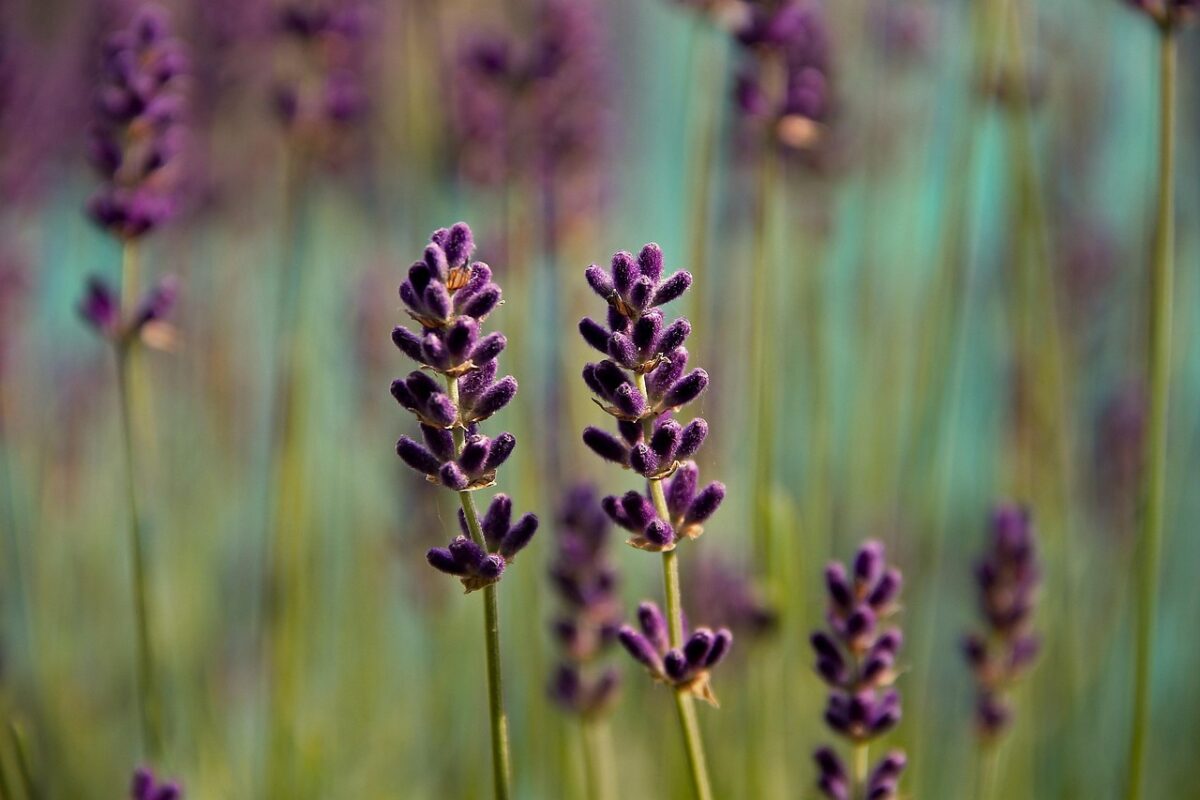 Fiori, Viola Fiori, Viola