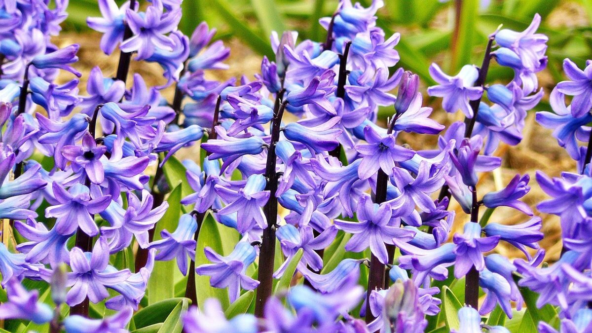 Fiori, Viola Fiori, Viola