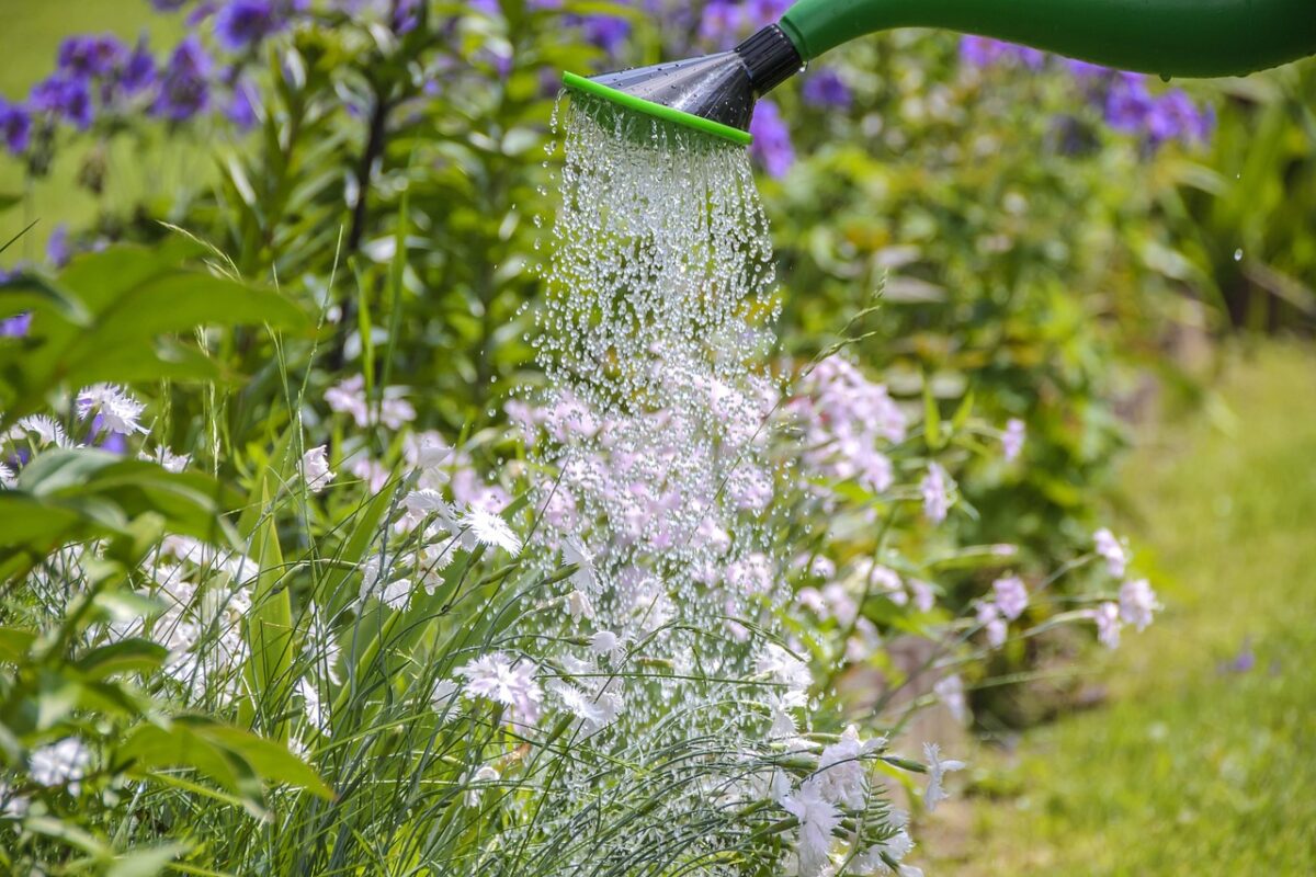 Irrigare, Fiori Irrigare, Fiori
