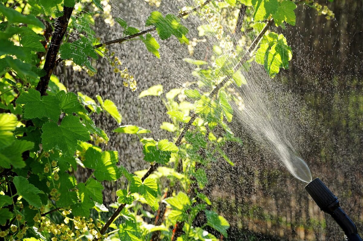 Irrigazione, Piante