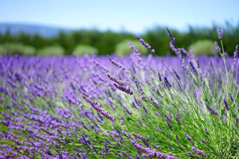 Lavanda,
