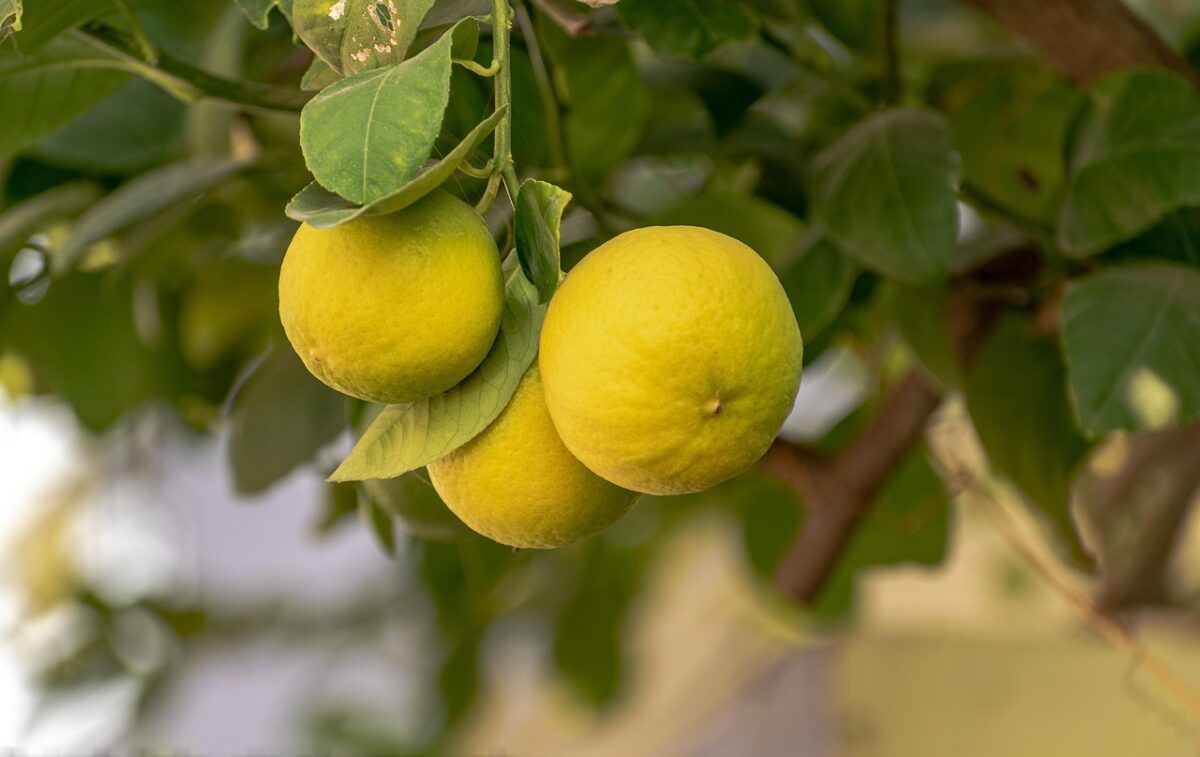 Limone, Limone,