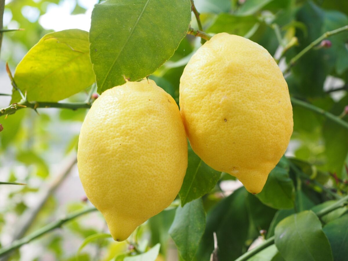 Limone, Pianta Limone, Pianta