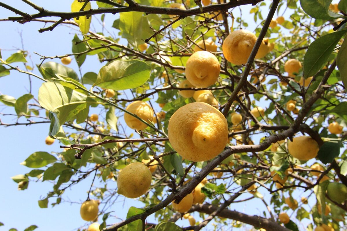 Limone, Pianta Limone, Pianta