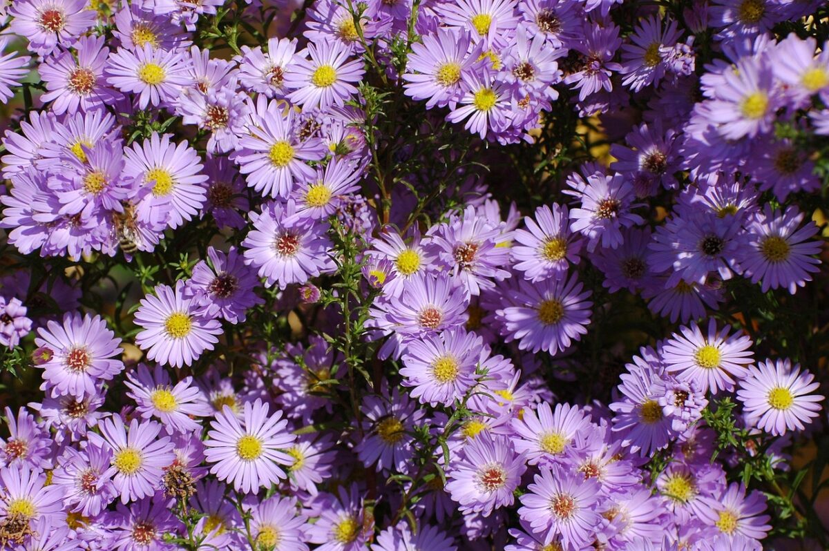 Margherita, Viola Margherita, Viola