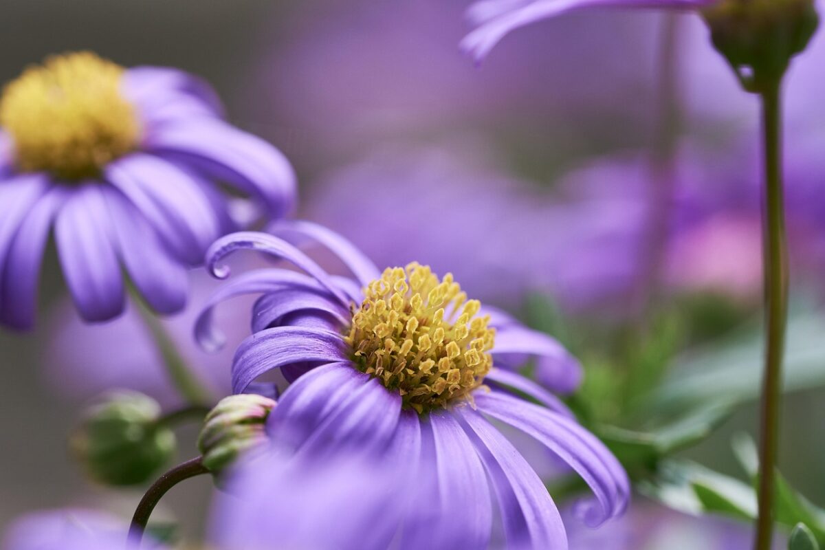 Margherita, Viola Margherita, Viola