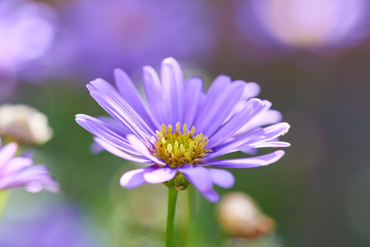 Margherita, Viola Margherita, Viola