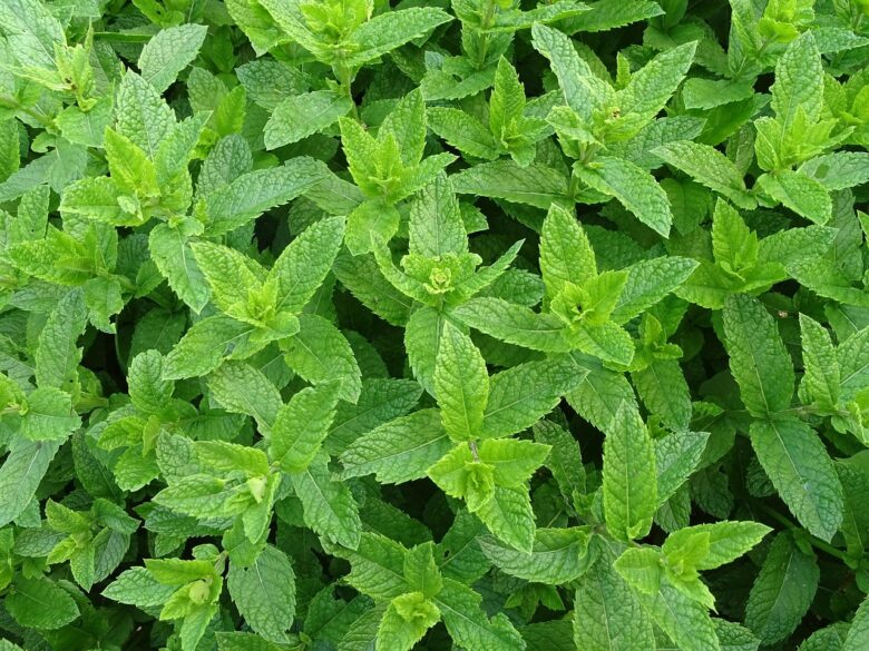 Menta,